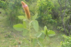 Uraria alopecuroides